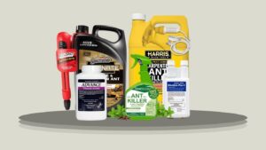 8 Best Carpenter Ant Killers for Effective Home Control