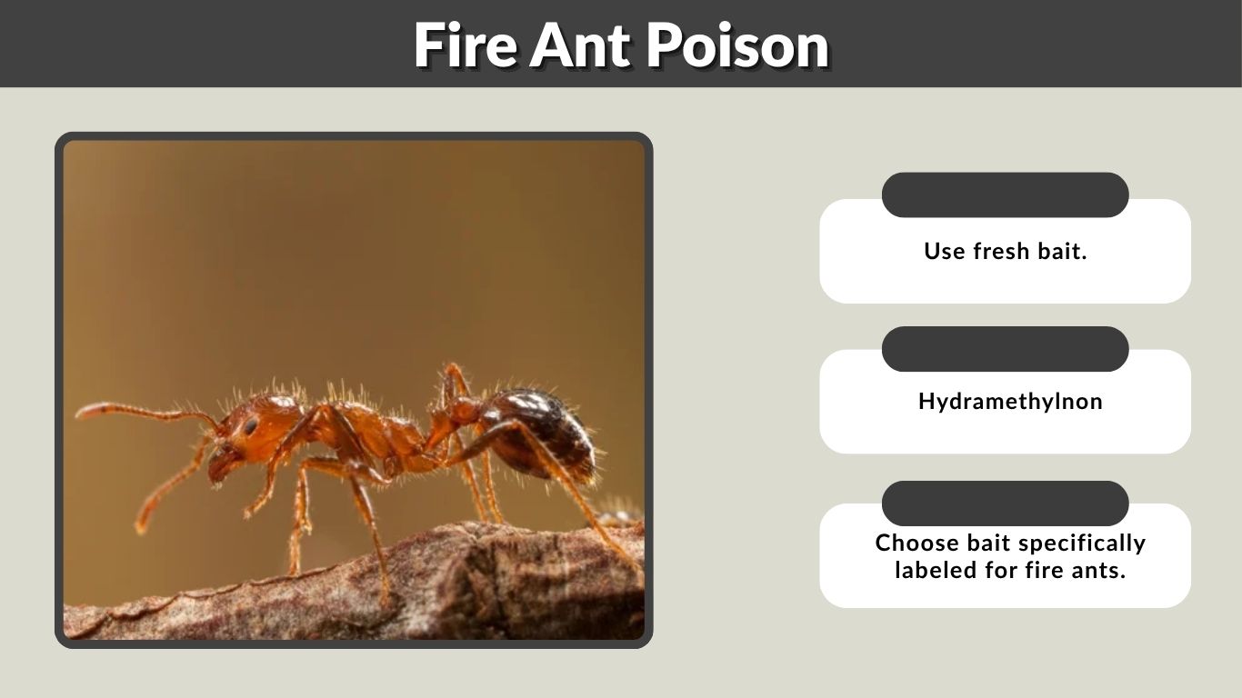 Fire Ant Poison: Best Types, How It Works, and Safe Use