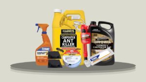 10 Best Carpenter Ant Exterminator Traps & Sprays for Home Use 