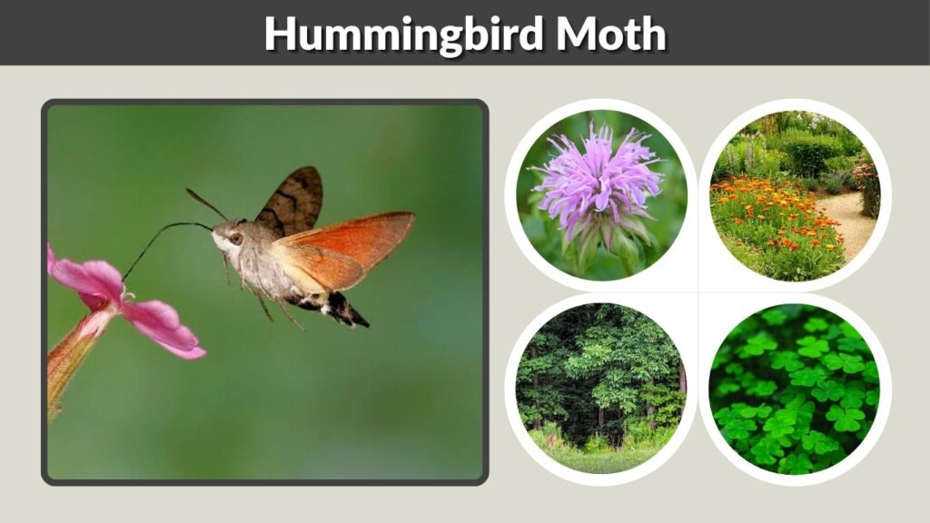 Hummingbird Moth: Identification, Life Cycle & Facts