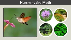 Hummingbird Moth: Identification, Life Cycle & Facts