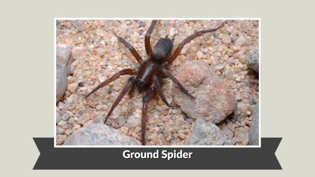 Ground Spider
