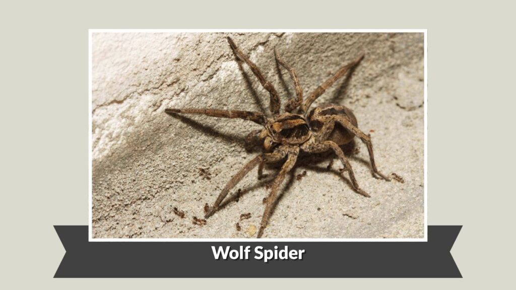 Wolf Spider