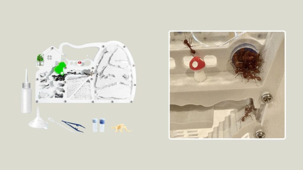 ELNMLHT Educational Ant Farm Observation Kit