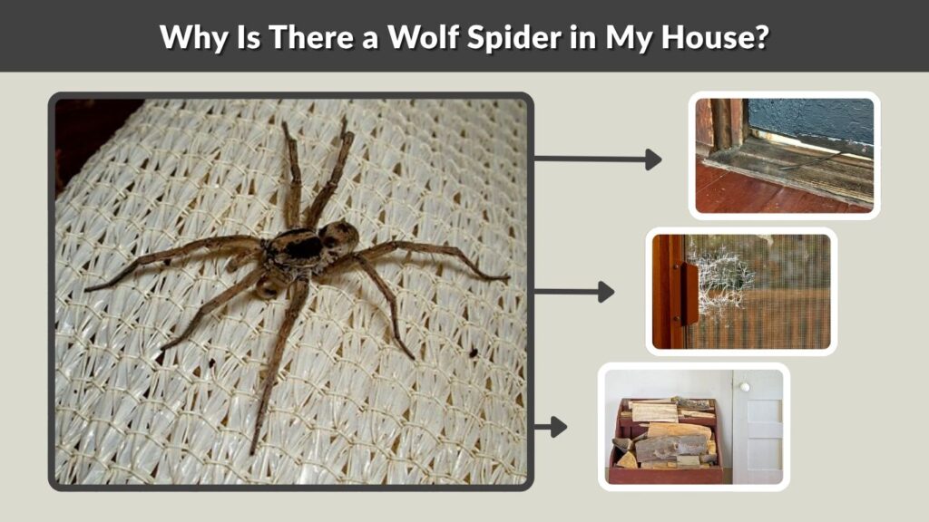 Why Is There a Wolf Spider in My House?