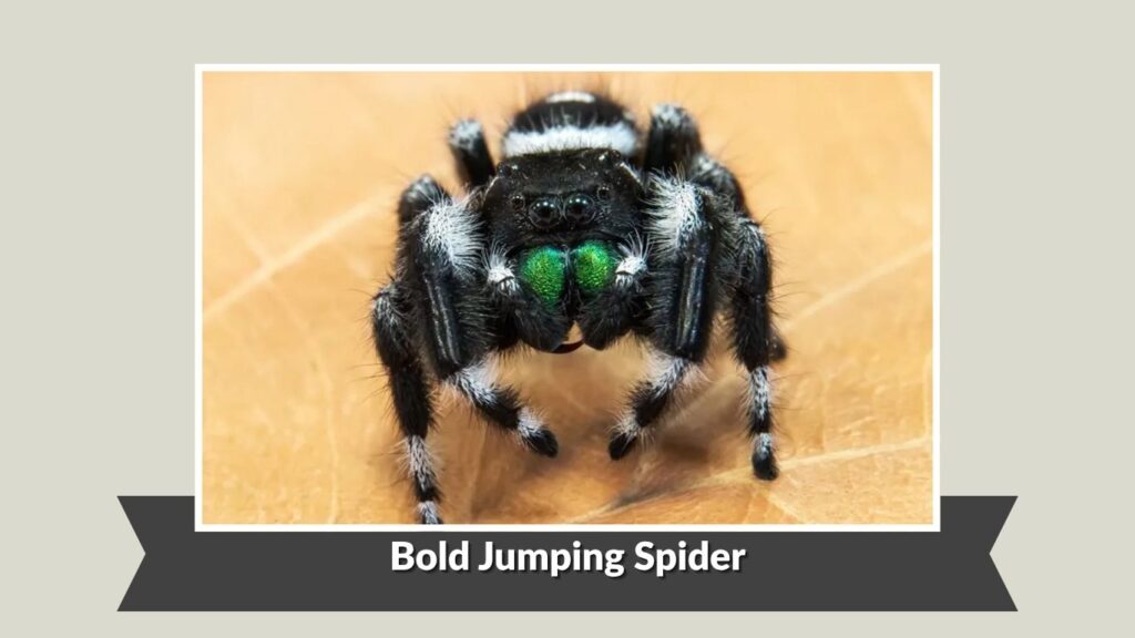 Bold Jumping Spider