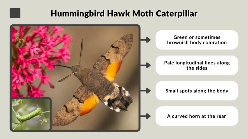 Hummingbird Hawk Moth Caterpillar