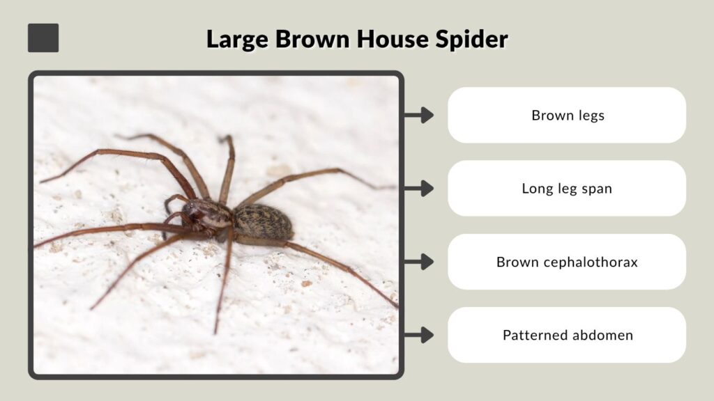 Large Brown House Spider