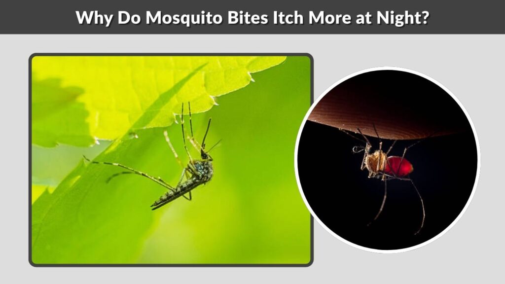 Why Do Mosquito Bites Itch More at Night?