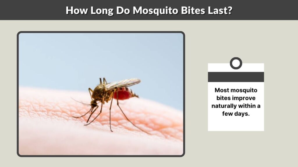 How Long Do Mosquito Bites Last?