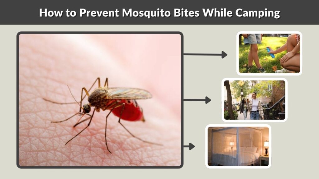 How to Prevent Mosquito Bites While Camping