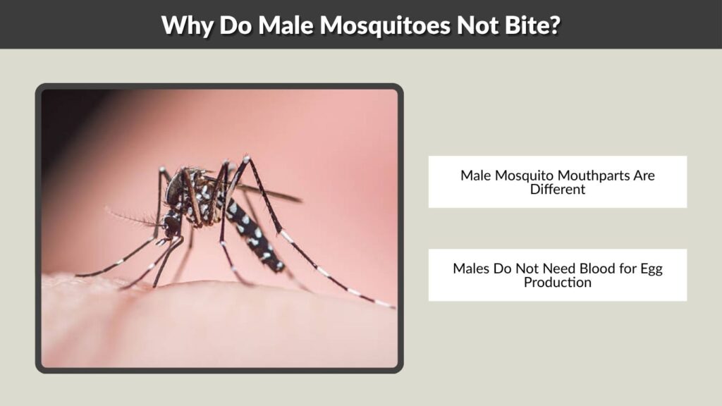 Why Do Male Mosquitoes Not Bite?
