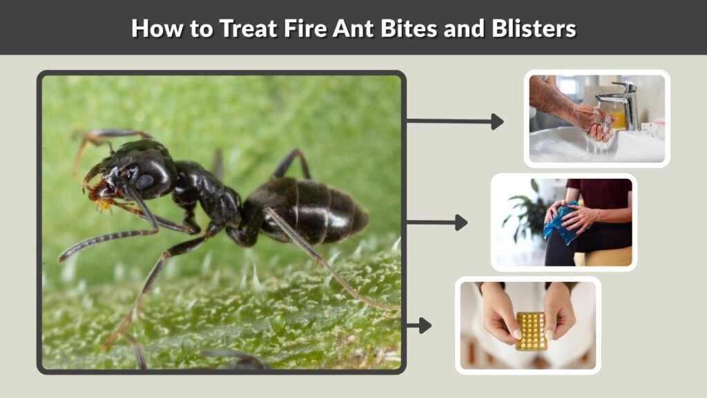 How to Treat Fire Ant Bites and Blisters