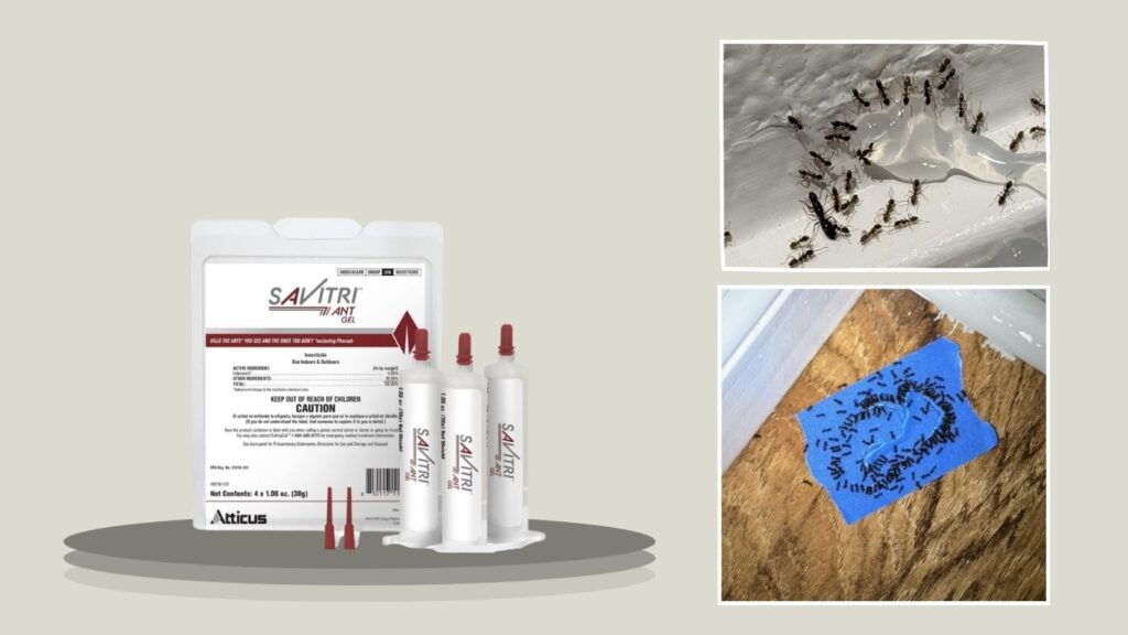 Savitri Ant Gel Bait