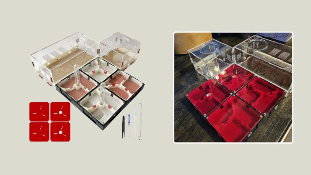 Ants Footsteps Ant Farm Terrarium & Observation Kit