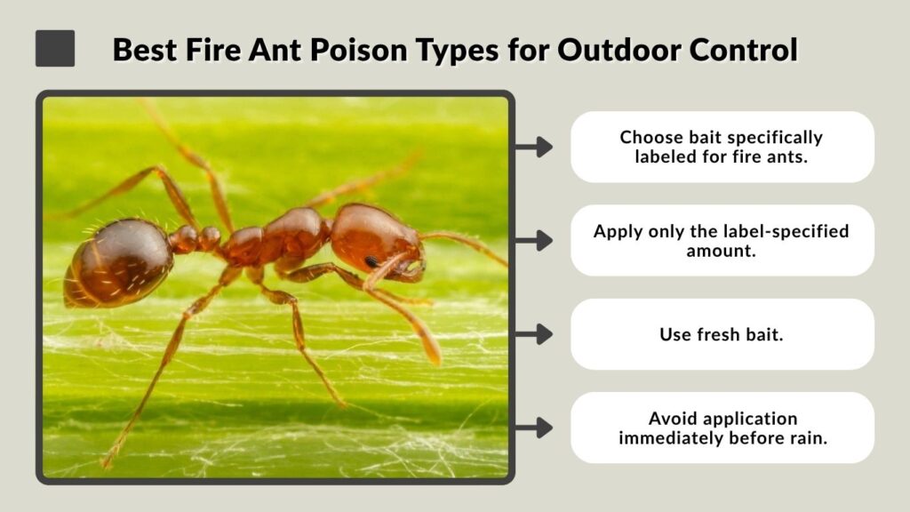 Best Fire Ant Poison Types for Outdoor Control
