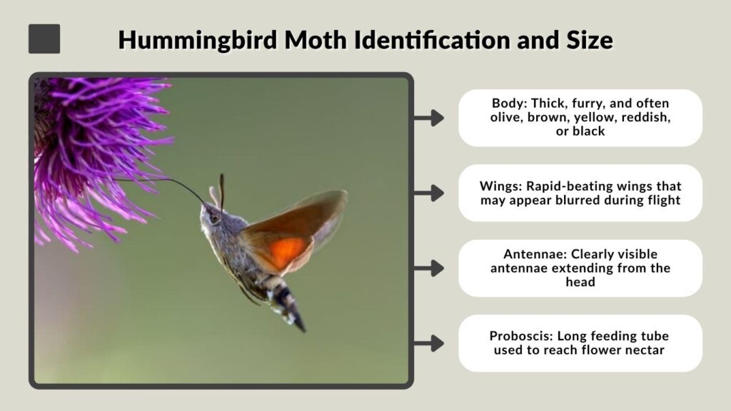 Hummingbird Moth Identification and Size