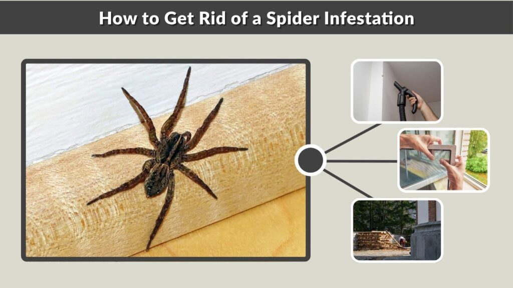 How to Get Rid of a Spider Infestation