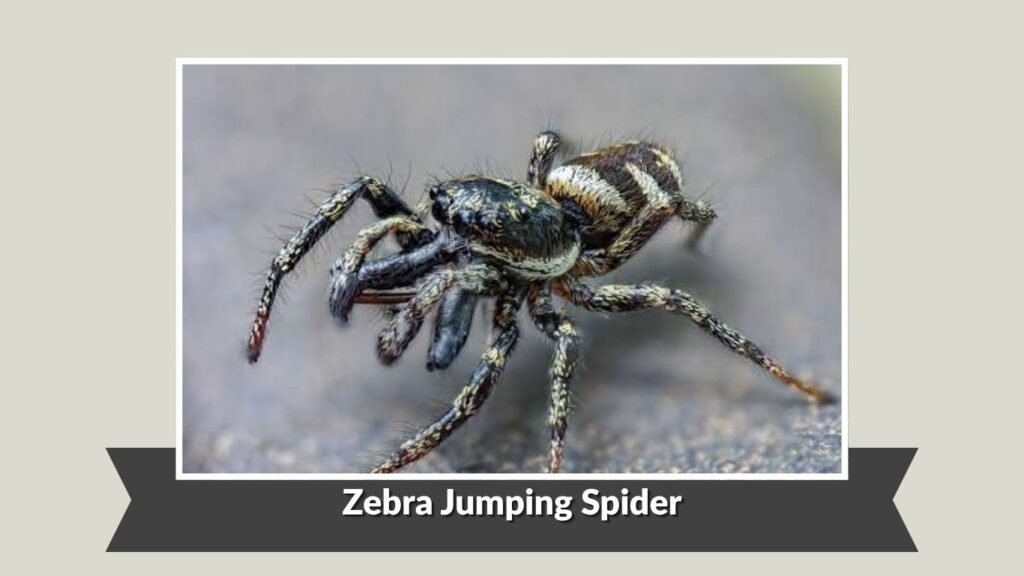 Zebra Jumping Spider