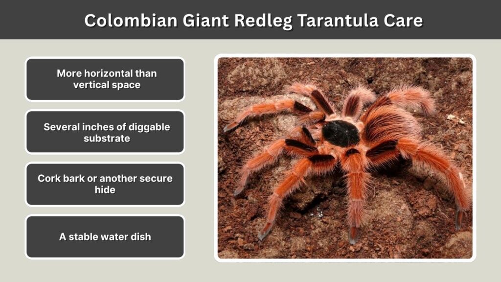 Colombian Giant Redleg Tarantula Care