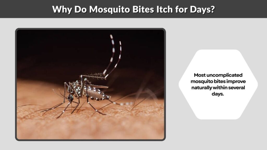 Why Do Mosquito Bites Itch for Days?
