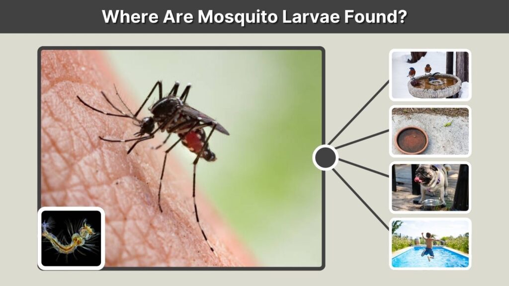 Where Are Mosquito Larvae Found?
