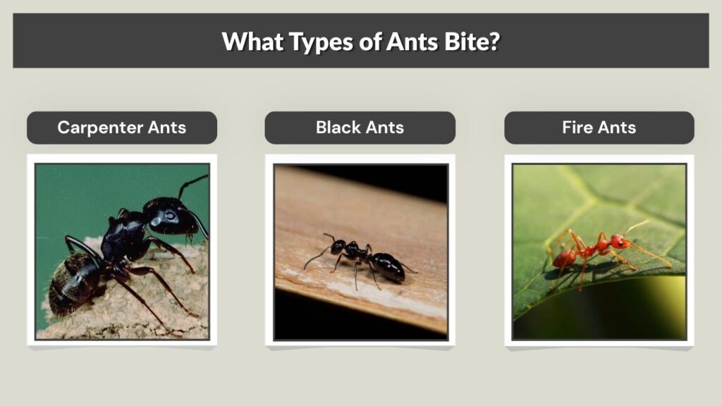 What Types of Ants Bite?