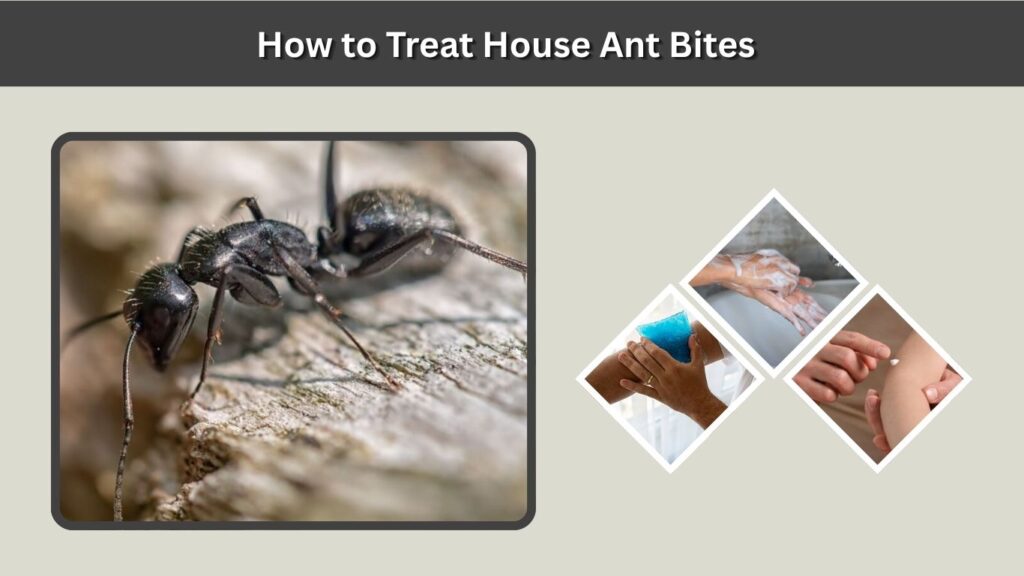 How to Treat House Ant Bites