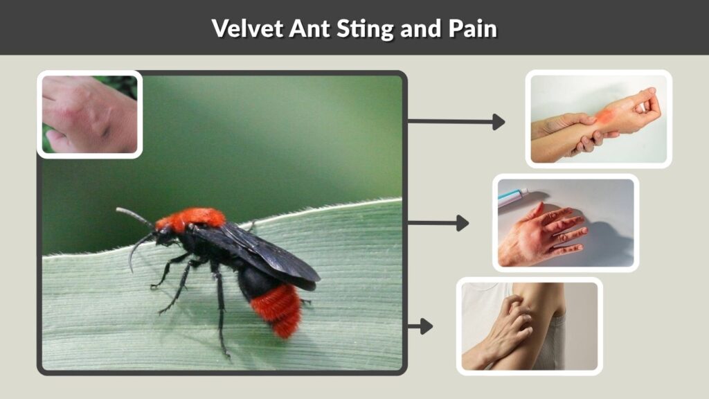 Velvet Ant Sting and Pain