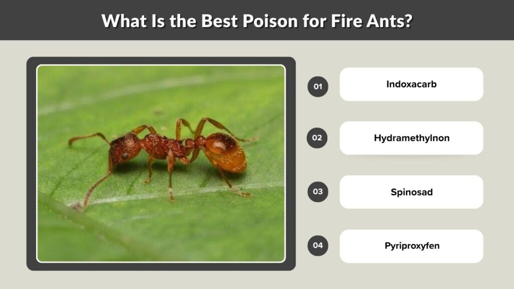 What Is the Best Poison for Fire Ants?