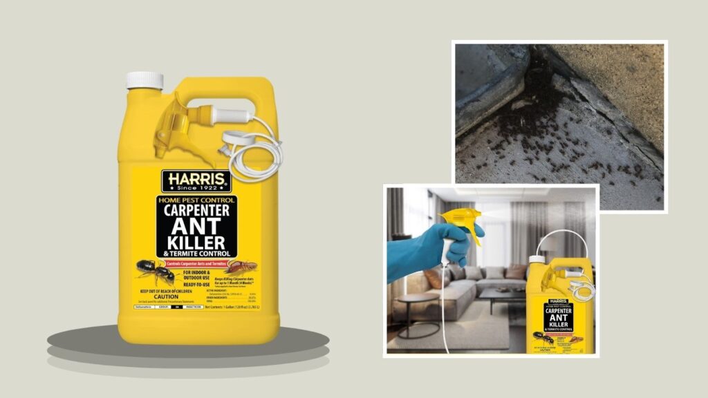 Harris Carpenter Ant & Termite Control Treatment