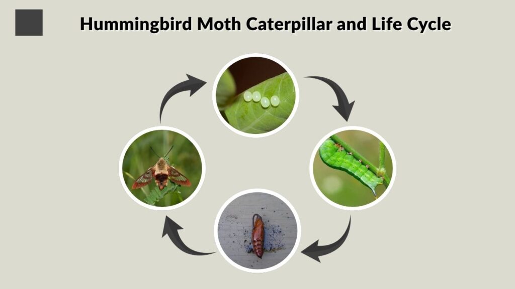 Hummingbird Moth Caterpillar and Life Cycle