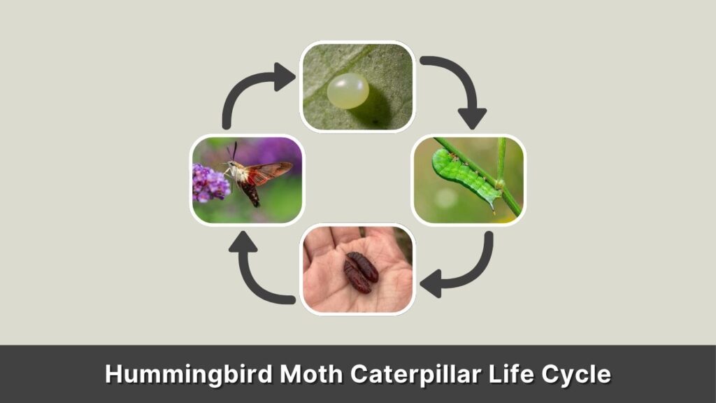 Hummingbird Moth Caterpillar Life Cycle