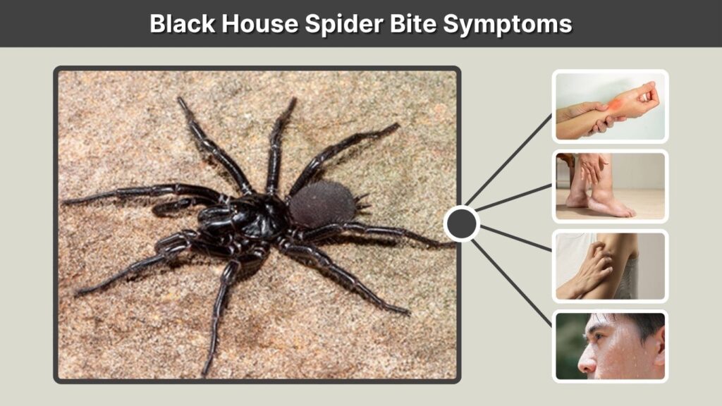Black House Spider Bite Symptoms