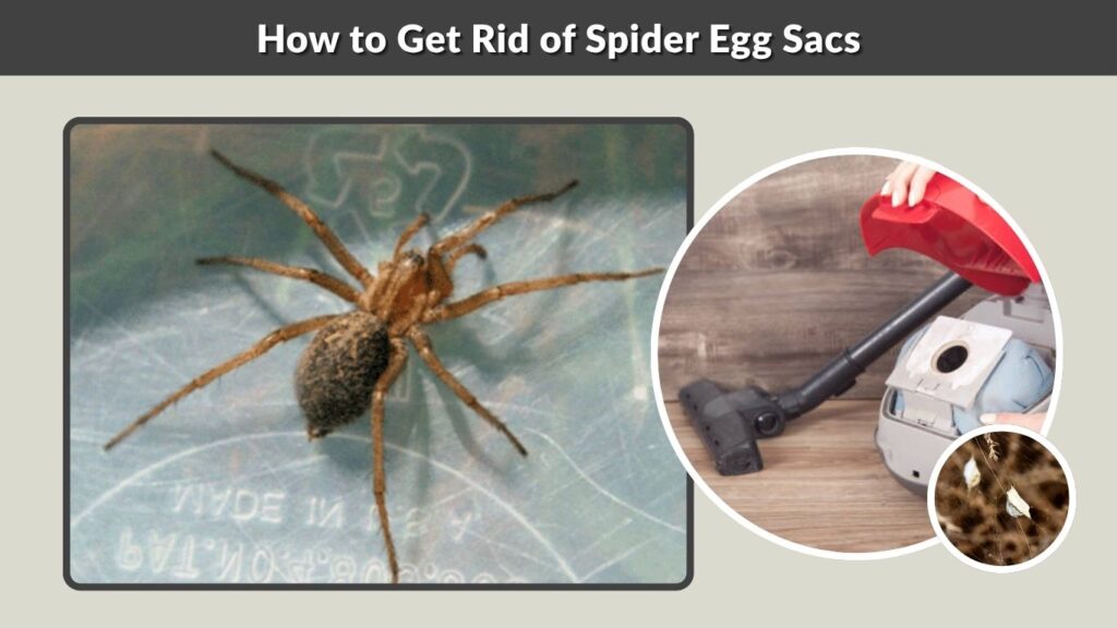 How to Get Rid of Spider Egg Sacs
