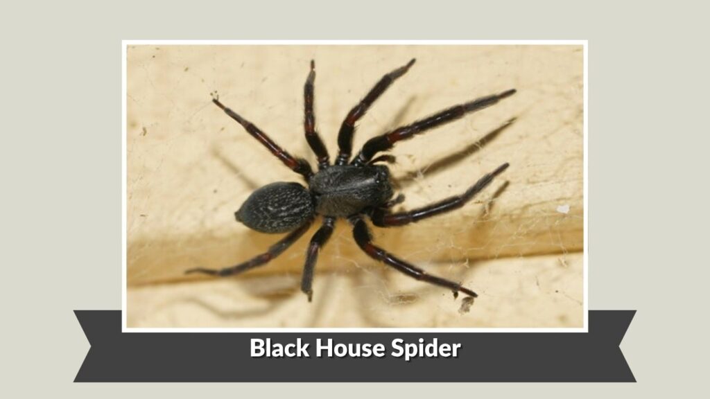 Black House Spider