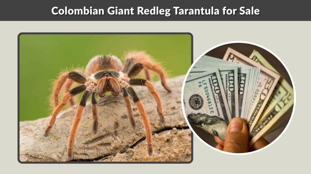 Colombian Giant Redleg Tarantula for Sale