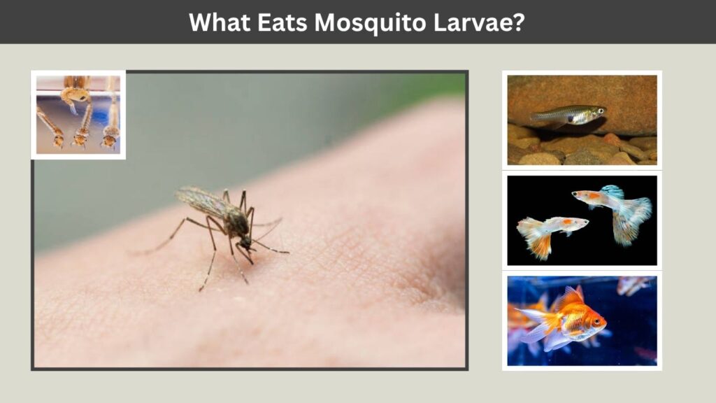 What Eats Mosquito Larvae?