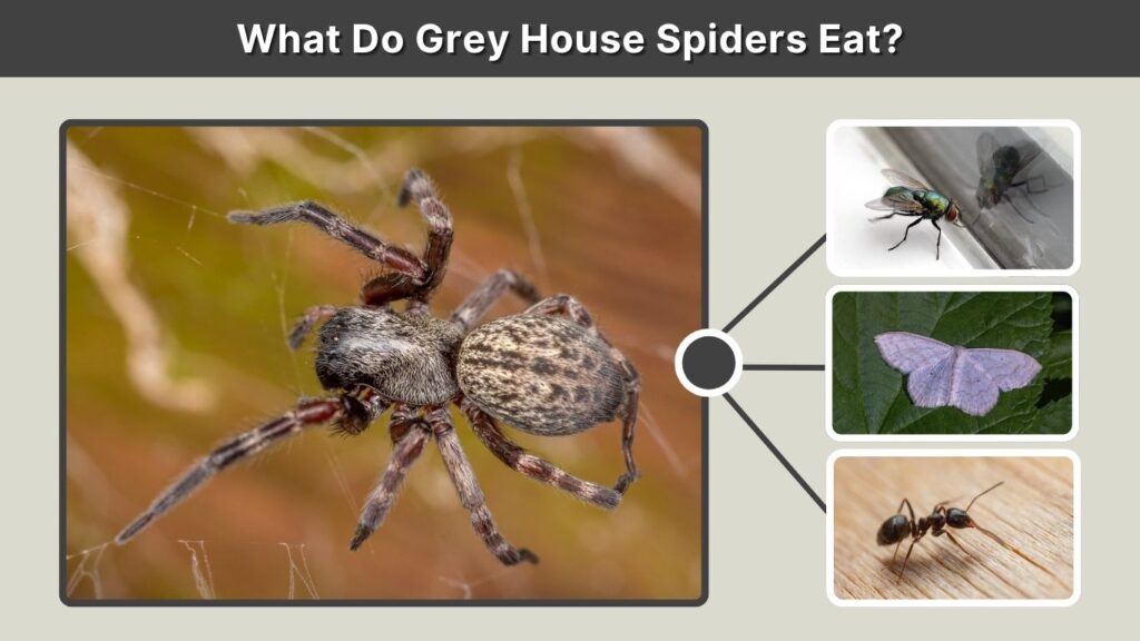 What Do Grey House Spiders Eat?
