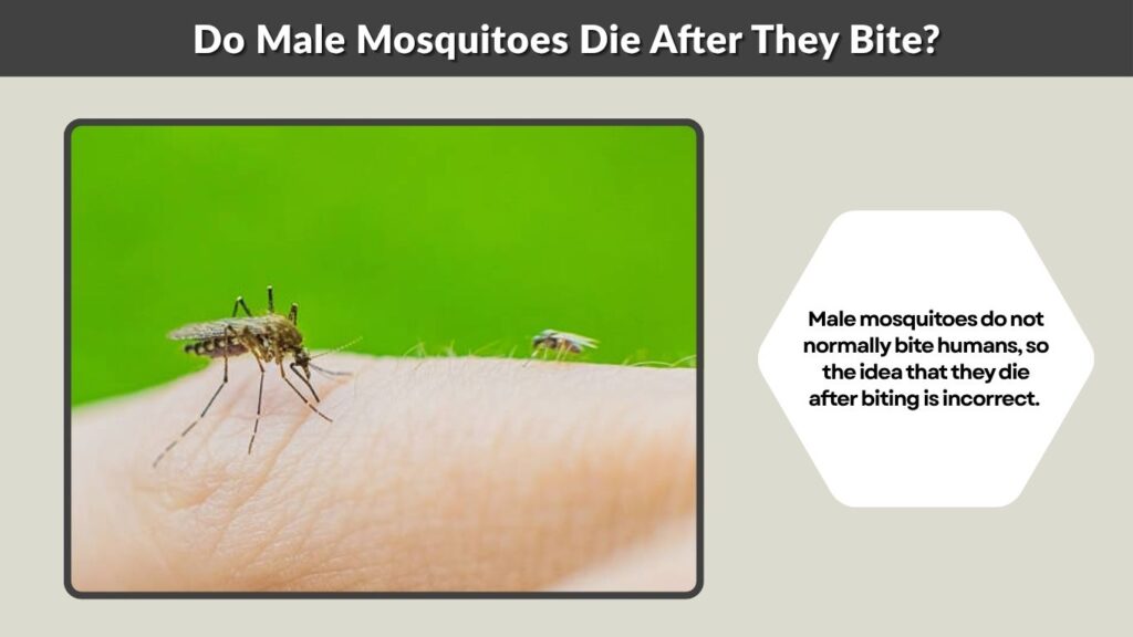 Do Male Mosquitoes Die After They Bite?