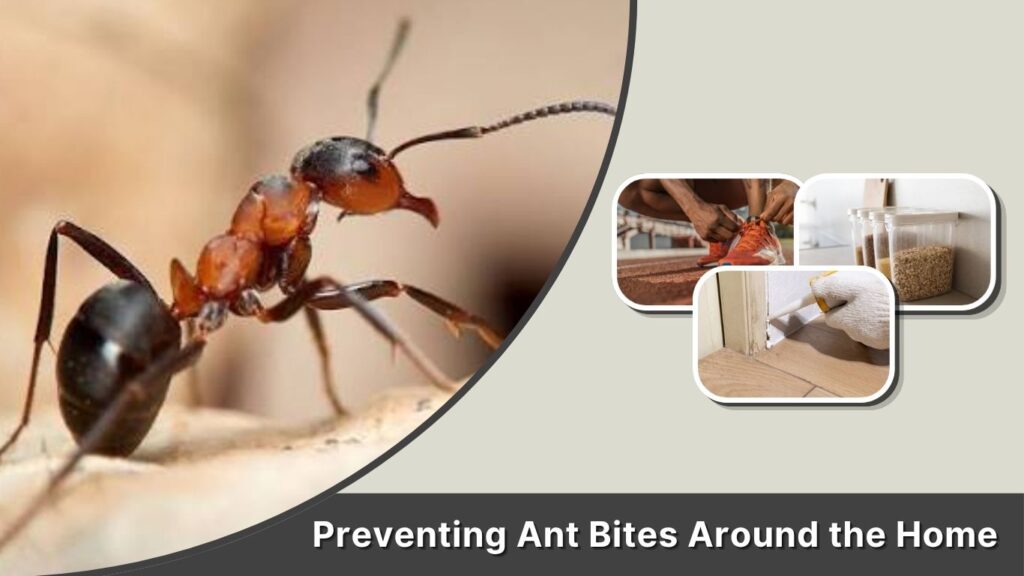 Preventing Ant Bites Around the Home