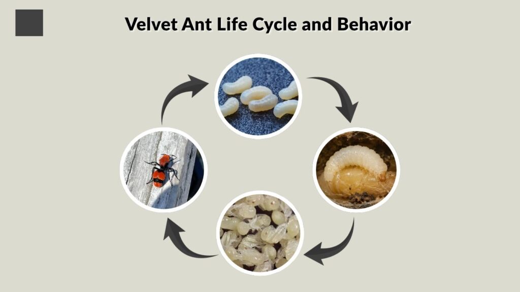 Velvet Ant Life Cycle and Behavior