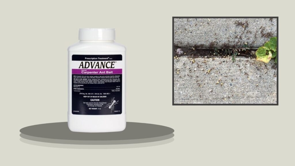 BASF Advance Granular Carpenter Ant Bait