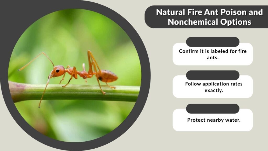 Natural Fire Ant Poison and Nonchemical Options