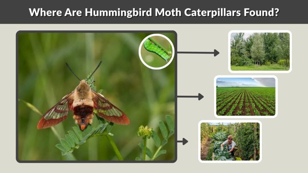 Where Are Hummingbird Moth Caterpillars Found?