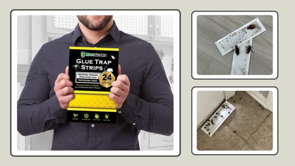 MaxGuard Mini Pre-Baited Glue Traps