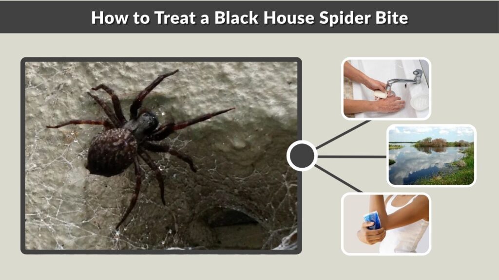 How to Treat a Black House Spider Bite