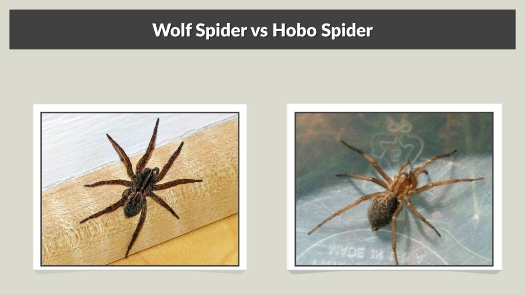 Wolf Spider vs Hobo Spider