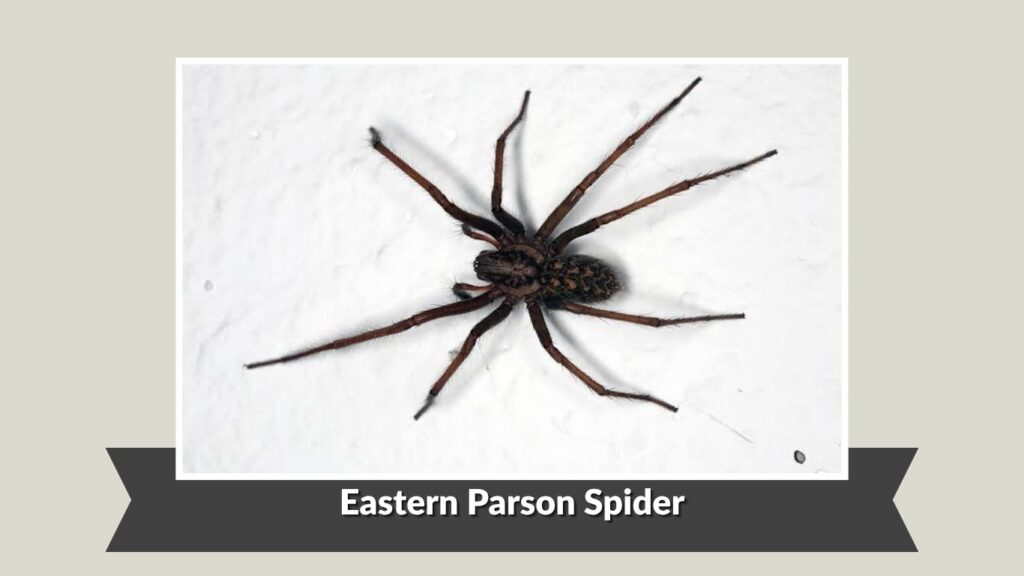 Eastern Parson Spider