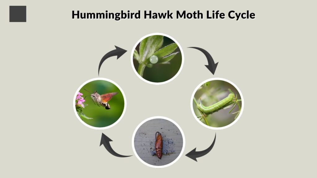Hummingbird Hawk Moth Life Cycle